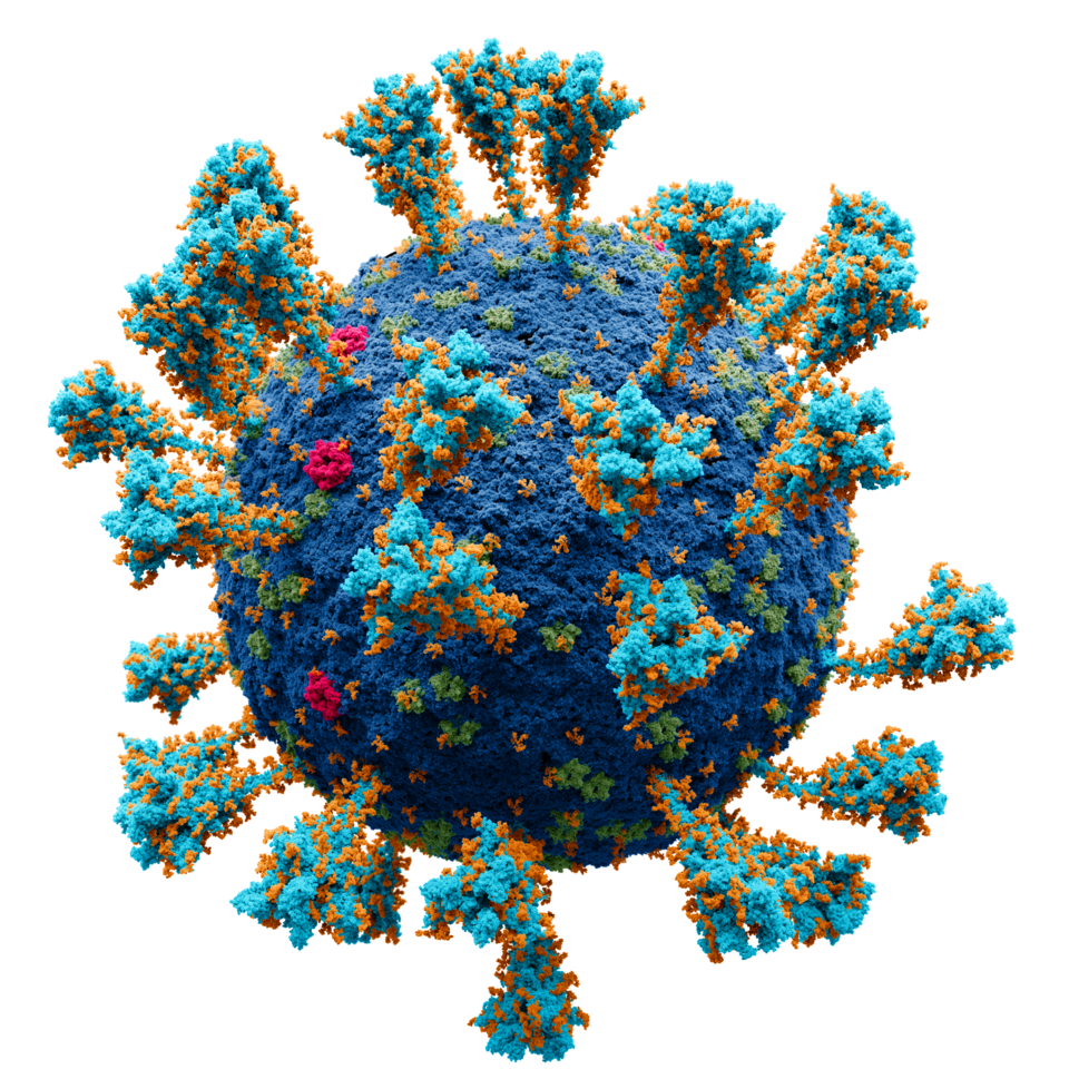 Corona Virus